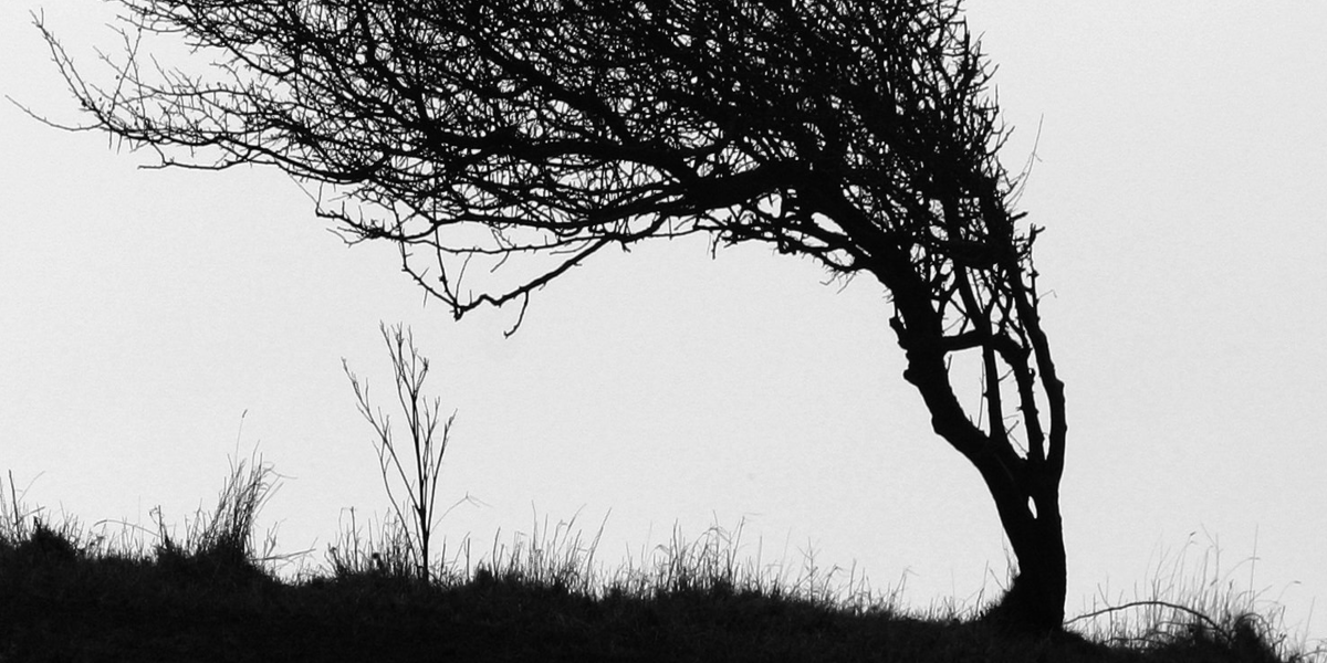 Image of a tree blowing in the wind on the moors in black and white with Jane Eyre presented on copy.