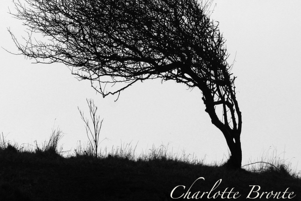 Image of a tree blowing in the wind on the moors in black and white with Jane Eyre presented on copy.